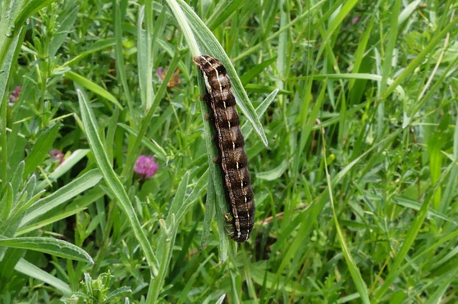 Bruco di Spodoptera sp. No, Cerastis rubricosa - Noctuidae